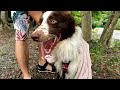 はじめての川遊びは遊びじゃなかった　モカとおでかけ　vol.1　ボーダー・コリー　border collie