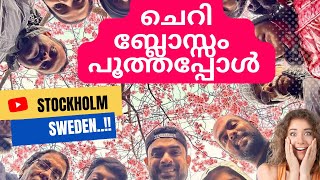 Cherry Blossom 🌸 സ്വീഡനിൽ ചെറി ബ്ലോസ്സം പൂത്തപ്പോൾ #sweden #malayalam #mallu #travelvlog