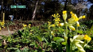 Eetbare planten en vergeten groenten