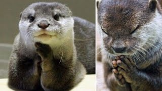 Otter can be like human? The Most Cute Adorable Smart Pet ever!