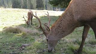 Grazing red deer up close - Paneveggio Pale di San Martino Nature Park, Trentino Alto Adige, Italy