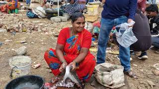 amazing big live fish cutting and claening/kakinada fish market/indian village lady fish cutting