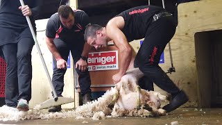 Stuart Connor sets new British record for most lambs sheared in nine hours