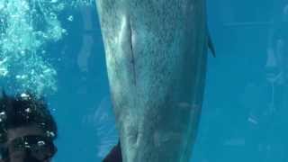 美ら海水族館　イルカのダイバーショー　美麗海水族館 海豚潛水夫秀