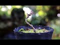 maple s round and round wire hook【bonsai diary 12 25】hot to bonsai for beginner winter work eos r5