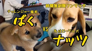 【ワンプロ】先住犬ビーグルに挑む新入りの柴犬パピーちゃん