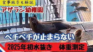 アザラシ幼稚園　プールの水抜きと食事風景まとめ🐟