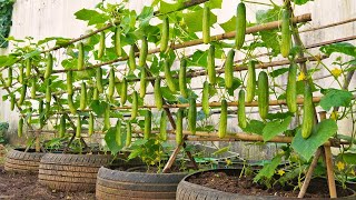 Shocking: Method of Growing Cucumbers Without Fertilizer and Still Full of Fruit!