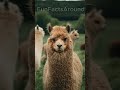 Amazing Llama Facts  #facts #llamas