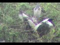 birds feeding scene at birds sanctuary நாரை கொக்குகள் குஞ்சுகளுக்கு உணவு வழங்கும் காட்சி பறவைகள்