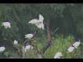 birds feeding scene at birds sanctuary நாரை கொக்குகள் குஞ்சுகளுக்கு உணவு வழங்கும் காட்சி பறவைகள்