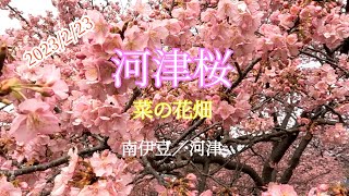 【河津桜と菜の花畑】2023/2/23に伊豆に河津桜を観に行ってきました。南伊豆町と河津町の両方を巡ってきました。ほぼ満開でした。また南伊豆の方では一面の菜の花畑も見てきました【お出かけvlog】