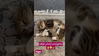 واکنش گربه ها ب صدای صاحبشون ،آیا گربه ها ب صدای خوندن صاحبشون واکنش نشون می دهند؟ #cat