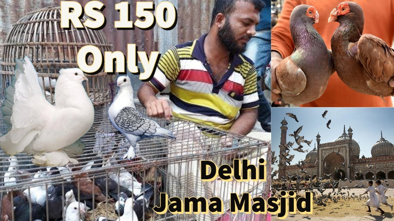 Kabutar Market Lal Kila Delhi | Jama Masjid Bird / Pigeon Market ...