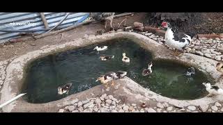 வாத்துக்காக நான் கட்டிய குட்டி தொட்டி வாங்க பார்க்கலாம்/@kavi duck farm /#mkmanovlogs