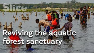 Senegalese mangroves connecting the river, land and sky | SLICE