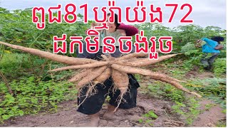 ពូជ81ដកមិនចង់រួច#cassava #subscribe