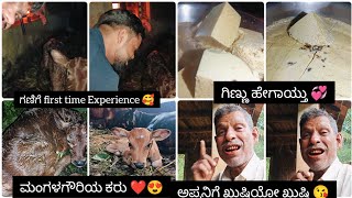 ಮಂಗಳಗೌರಿ ಕರು ಹಾಕಿದ್ದಾಳೆ😍ಗಣಿ life ಅಲ್ಲಿ first time ಕರು ಹಾಕಿದ್ದು ನೋಡಿದ್ದು❤️ಅಪ್ಪನ ಖುಷಿ💓ಗಿಣ್ಣು ಹೇಗಾಯ್ತು?