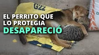 El gatito no pudo sobrevivir solo en la calle