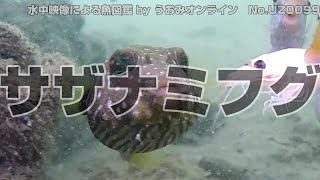 【水中映像 魚図鑑】サザナミフグ No.UZ0099