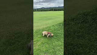 梅雨の晴れ間  ヨーキー*シーズーのミックス犬