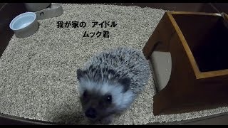 我が家のハリネズミ　紹介するぞ！！