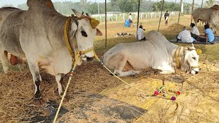 కొప్పురావూరు సబ్ జూనియర్స్ 12జత శ్రీవిజయలక్ష్మి నంది బ్రీడింగ్ బుల్ సెంటర్ యల్లం సాంబశివరావు 3105.5