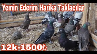 12 Harika Taklacı Güvercin 1500.