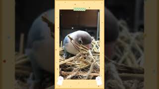 【ボタンインコ】ソラを皿巣に乗せてみた。😄　#shorts