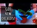 I received new Orchids! + You won't believe this story - Repot & chill