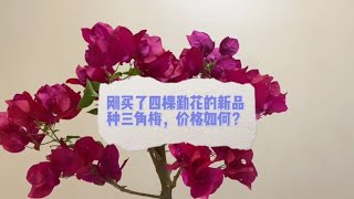 入手了4棵勤花又美丽的三角梅，都是新品种！性价比如何？