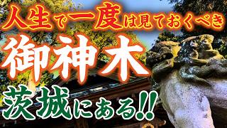 「茨城」発祥の地…それはなんと笠間焼きで有名な市にあった！御神木のパワーを強く感じたい方…茨城にそんな神社ありますよ！