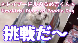 挑戦だ〜 ★トイプードルのうめ吉くん(1271日目)★Umekichi Diary of Poodle Dog