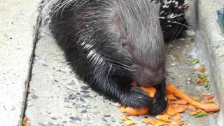 人参を食べるヤマアラシ(福岡市動物園)