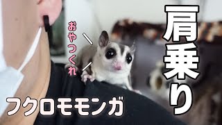 【フクロモモンガ】夜の肩乗りルーティン