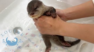 Baby Otter Takes First Bath