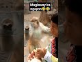 nagalit tuloy hahaha unggoy monkey funny funnyvideo memes monkey hahaha laugh