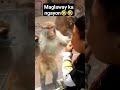 nagalit tuloy hahaha unggoy monkey funny funnyvideo memes monkey hahaha laugh