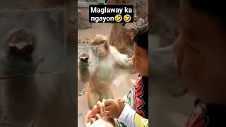 nagalit tuloy hahaha  #unggoy #monkey #funny #funnyvideo #memes #monkey #hahaha #laugh