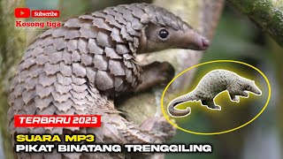 Suara Pikat || Binatang Trenggiling || Mp3