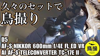 【野鳥撮影】久々のセットと憧れのボディで鳥撮り - D5 × 600mm f/4E FL × TC-17E Ⅱ -