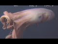 9 Strange Deep Ocean ROV Findings from Japan № 15 🇯🇵