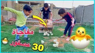 شتريتلهم 30 عصفور🐣 شوفو ردت فعلهم 😍