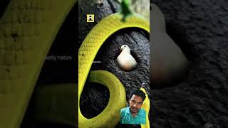 The snake is trying to feed the pigeon#snake #pegion #shortvideo #facts #animals @MRINDIANHACKER