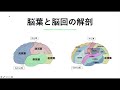 大脳半球の脳葉と脳回の解剖