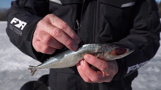 How to rig deadbait for icefishing