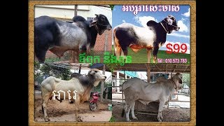 cattle in cambodia-cattle and cow-គោបា (part2)