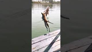 AMAZING! SEEKOR ANJING MELOMPAT KE DANAU SAAT IKAN BESAR MELUNCUR #amazingfishing #fishing #animals