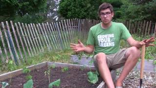 How to Grow Okra - Complete Growing Guide