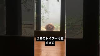 #トイプードル #繁殖引退犬 #犬 #Vlog #ペット　#教育　#天才　#可愛い　#エミネム